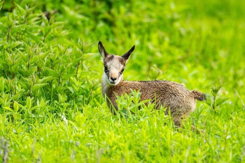 Chamois (Rupicapra rupicapra) youngster (fawn) standing on a meadow, Austria