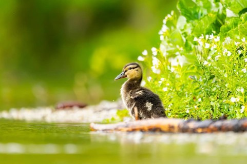 Wild duck (Anas platyrhynchos) chick standing at the schore of a little lake, Bavaria, Germany