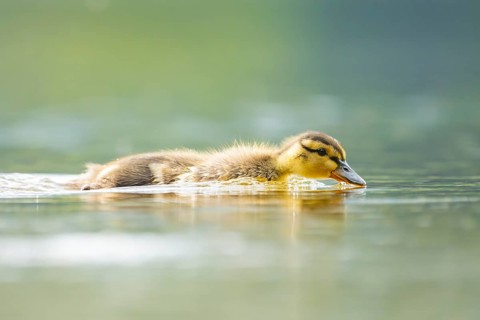 Wild duck (Anas platyrhynchos) chick swimming on a lake, Bavaria, Germany
