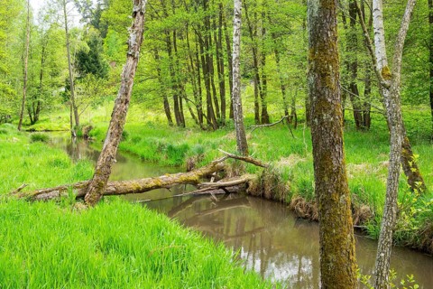 Lanscape of a little stream flowing through the forest in spring on a rainy day, Bavaria, Germany