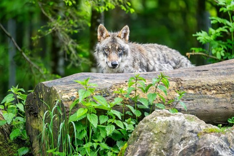 Eurasian wolf (Canis lupus lupus) in a forest, Austria