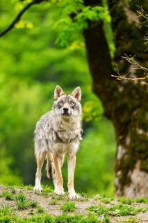 Eurasian wolf (Canis lupus lupus) in a forest, Austria