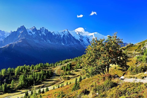 Mountain forest in an autumnal landscape with the snow-covered Mont Blanc massif in the background,