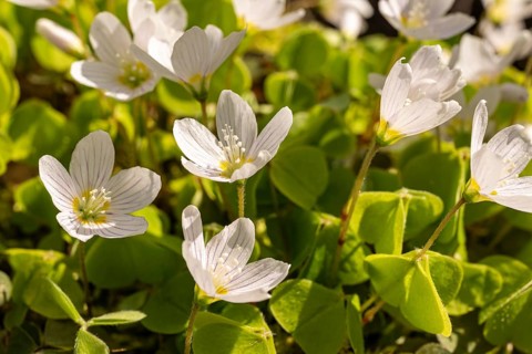 Close-up of blooming woodland sorrel (Oxalis acetosella) on the ground of a forest in spring,