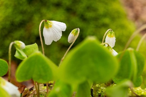 Close-up of blooming woodland sorrel (Oxalis acetosella) on the moss-covered soil of a forest in