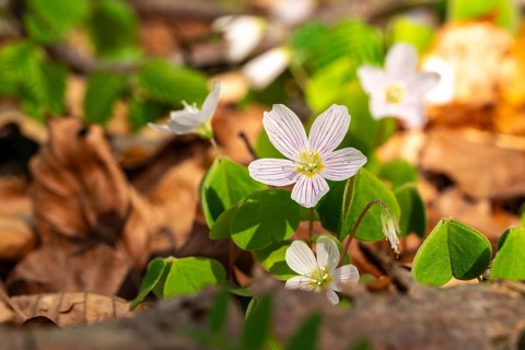 Close-up of blooming woodland sorrel (Oxalis acetosella) on the leafy ground of a forest in spring,