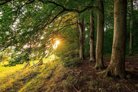The evening sun shines picturesquely on the old beech trees at the edge of a forest, Griessen,