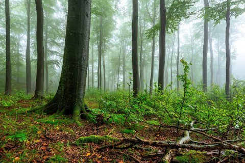Foggy beech forest with mystical and calm atmosphere, Winterberg, Eschenbruch, North
