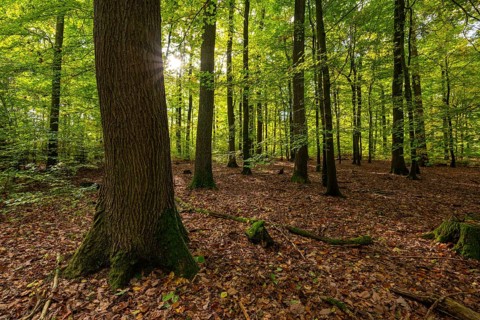 The sun shines in an idyllic forest on Klüt, Hameln, Lower Saxony, Germany