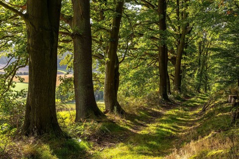 Mighty old oak trees along a forest trail near Aerzen, Lower Saxony, Germany