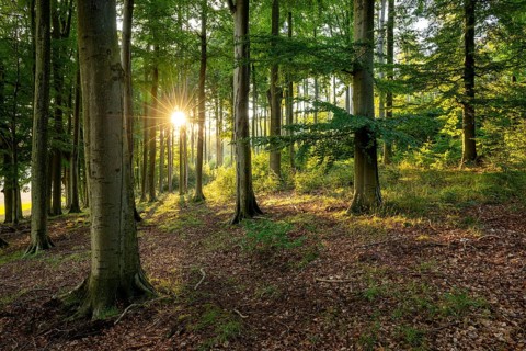 Evening sunlight shines in a star shape through an atmospheric forest with tall beech trees,
