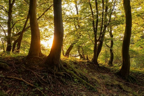 Idyllic forest in the evening light, the sun shines between beech trees with gnarled roots, Bad