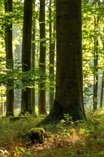 Light-flooded image of an old beech tree trunk with low depth of focus in a forest above Bad