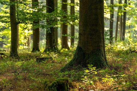 Light-flooded image of an old beech tree trunk with low depth of focus in a forest above Bad