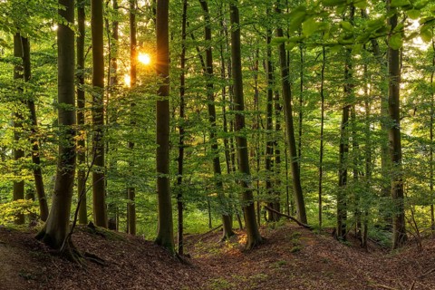 The sun shines in a picturesque beech forest on the Eichenberg near Blomberg, North