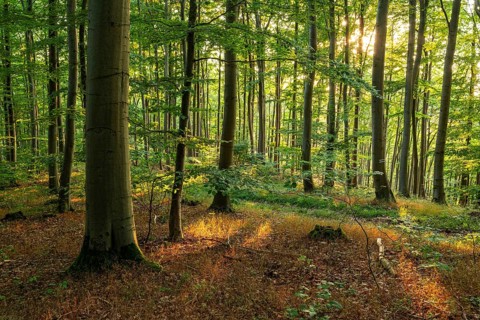 The warm evening sunlight shines through an idyllic beech forest, Bad Pyrmont, Lower Saxony,