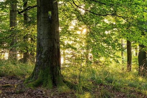 The sun shines between the trunks of beech trees into a forest with lush green foliage, on a