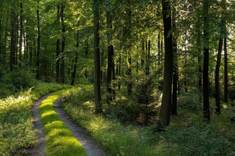 Curve of a grassy forest road through a green beech forest, Bad Pyrmont, Lower Saxony, Germany