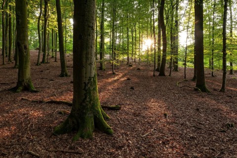 The sun shines on the trunks of old beech trees in a sparse forest with leafy soil, Eichenberg,