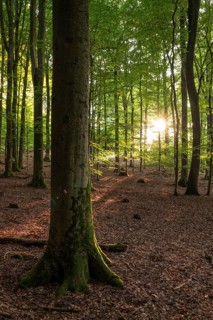 The sun shines on the trunks of old beech trees in a sparse forest with leafy soil, Eichenberg,