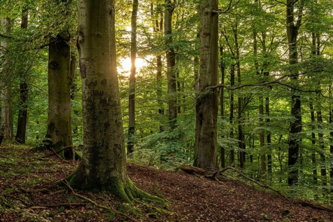 The sun shines through the trunks of beech trees into an idyllic forest with lush green foliage,