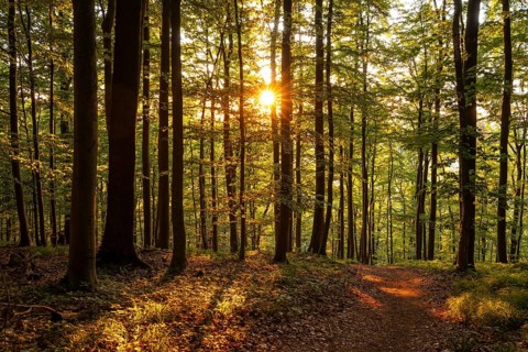 The warm light of the evening sun shines through tree trunks on a hiking trail in an idyllic beech
