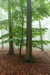 Foggy beech forest with mystical and calm atmosphere, Winterberg, Eschenbruch, North