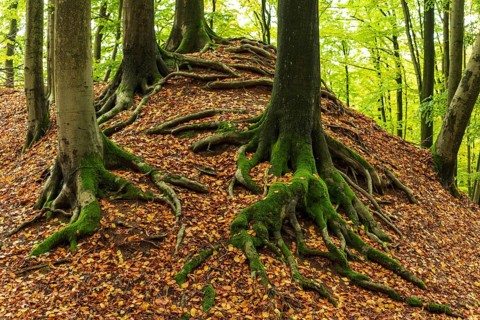 Gnarled and moss-covered roots of old beech trees on the ring wall of Alt-Sternberg, Extertal,