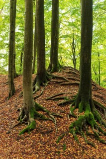 Gnarled and moss-covered roots of old beech trees on the ring wall of Alt-Sternberg, Extertal,