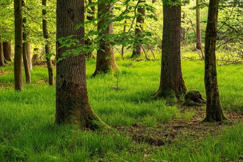 Beech forest in spring with grassy forest floor, Blomberg, North Rhine-Westphalia, Germany