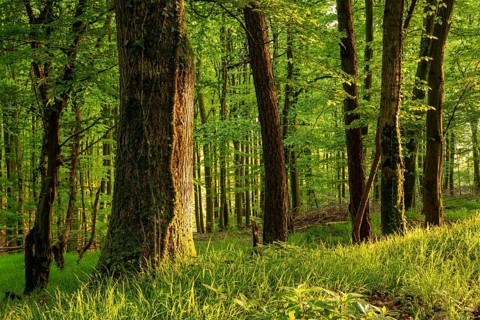 Rustic forest in spring, with moss and ivy-covered tree trunks and grass-covered forest floor,