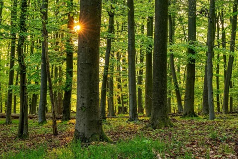 The sun shines through the trunks of beech trees into a spring-like forest with lush green foliage,