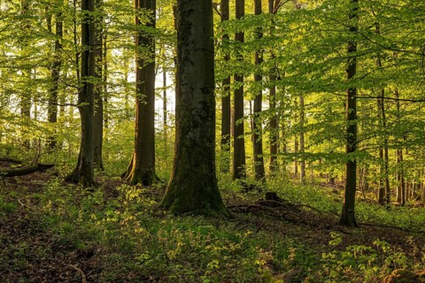 Picturesque light shines through the tree trunks into an idyllic beech forest with lush green