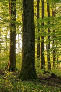 Picturesque light shines on a mighty old beech tree in an idyllic, spring-like forest with lush