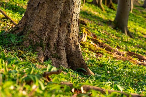 Close-up of the roots of a huge old maple tree surrounded by wild garlic in the forest near Lügde,