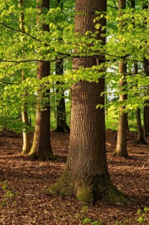 Tree trunk of an old beech tree in a spring-like forest with lush green foliage, Blomberg, North