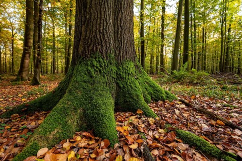 Close-up of the moss-covered roots of a mighty old beech tree in the forest, Steinheimer Holz,