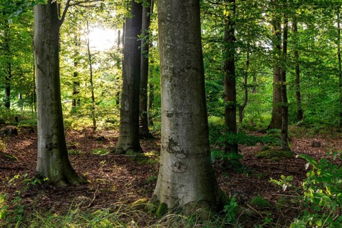 The sun shines through the trunks of beech trees into a spring-like deciduous forest with lush