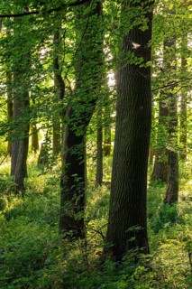 Sunlight penetrates a dense deciduous forest in spring and creates a peaceful and idyllic