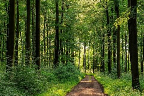 A forest trail leads through a spring-like beech forest with lush green foliage, Winterberg,