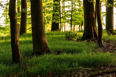 The sunlight shines in an idyllic spring forest with green forest soil, Mörth,