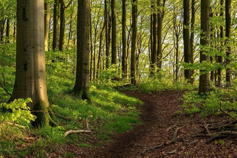 A hiking trail leads through a spring-like beech forest around Herlingsburg, an early medieval ring