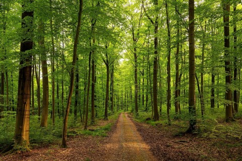 A forest trail leads through a spring-like beech forest with lush green foliage, Bad Pyrmont, Lower