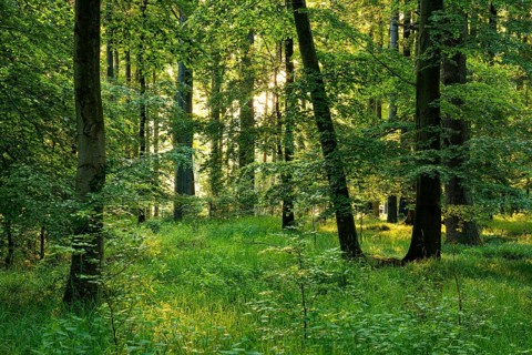 Idyllic beech forest in spring with lush green foliage and grassy soil in atmospheric light, Mörth,