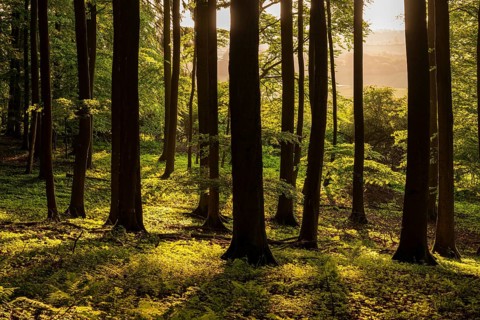 The tree trunks of an idyllic beech forest create a stark contrast in evening backlight, Bad