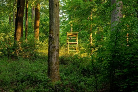 A hidden hunter's high seat is illuminated by sunlight, in a forest near Bad Pyrmont, Lower Saxony,
