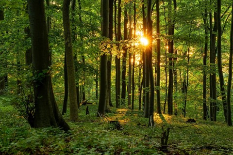 The warm light of the evening sun shines through tree trunks into an idyllic beech forest with lush