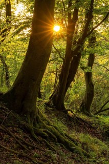 The sun star of the evening sun shines through the trunks of gnarled beech trees into a mystical