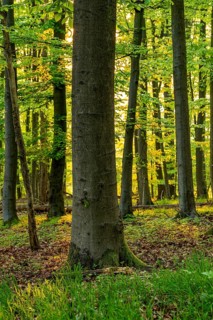 Warm sunlight shines on a beech tree in a spring-like forest with lush green foliage,