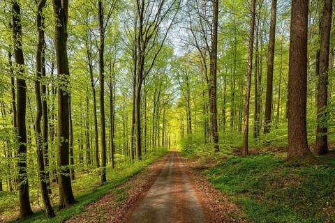 Central perspective view of a long, straight forest path in a lush green beech forest, Bad Pyrmont,